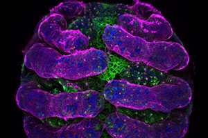 Nikon Small World Photomicrography 2018