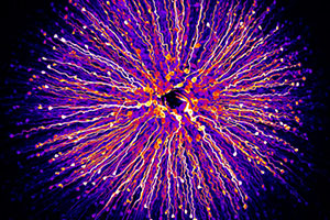 Nikon Small World Photomicrography 2018
