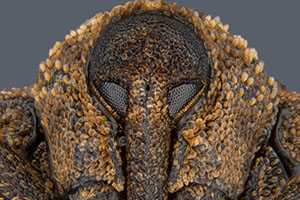 Nikon Small World Photomicrography 2018