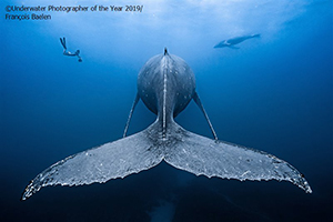 'Underwater Photographer of the Year' 2019 