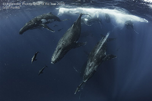 'Underwater Photographer of the Year' 2019 