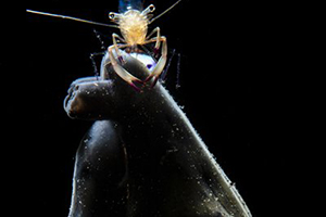 'Underwater Photographer of the Year' 2019 