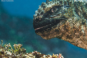 'Underwater Photographer of the Year' 2019 