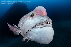 'Underwater Photographer of the Year' 2019 