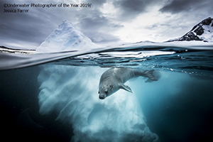 'Underwater Photographer of the Year' 2019 