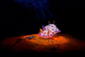 'Underwater Photographer of the Year' 2019 