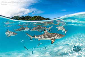 'Underwater Photographer of the Year' 2019 