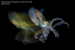 'Underwater Photographer of the Year' 2019 