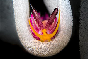 'Underwater Photographer of the Year' 2019 