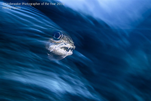'Underwater Photographer of the Year' 2019 