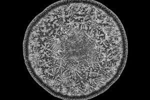 Nikon Small World Photomicrography 2018