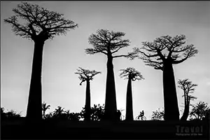 Katy Gómez Catalina. Avenida de los Baobabs, Morondava, Madagascar.