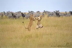 Aférrate ADWAIT AAPALE 