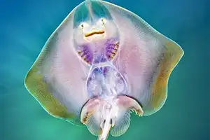 'Underwater Photographer of the Year' 2019 