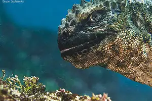 'Underwater Photographer of the Year' 2019 