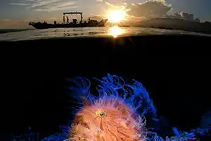 'Underwater Photographer of the Year' 2019 