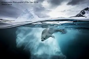 'Underwater Photographer of the Year' 2019 