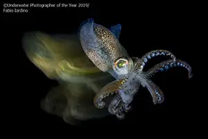 'Underwater Photographer of the Year' 2019 