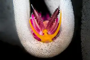 'Underwater Photographer of the Year' 2019 